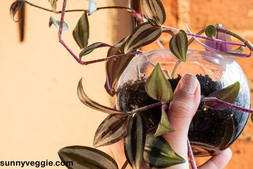 Wandering jew