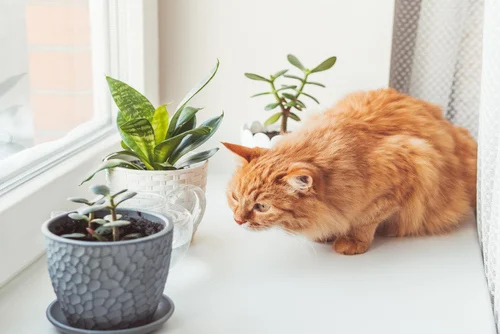 Your Cat Eating Indoor Plants