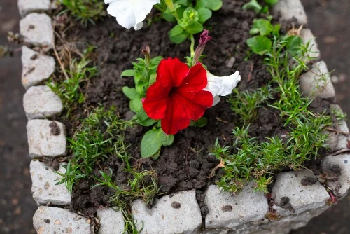Amending Soil for Flower Beds