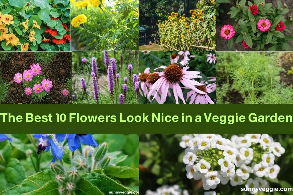 Best 10 flowers look nice