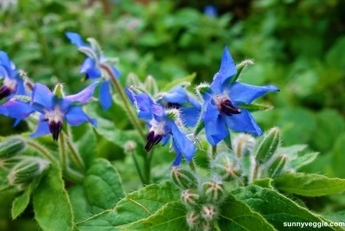 Borage