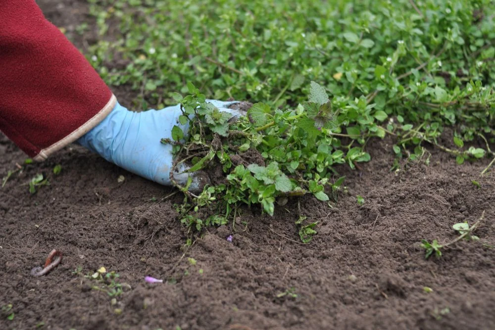 Clean up the garden space