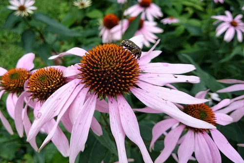 Coneflower