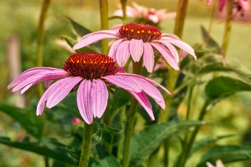 Coneflowers summer