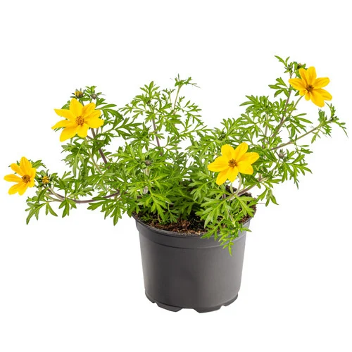 Coreopsis