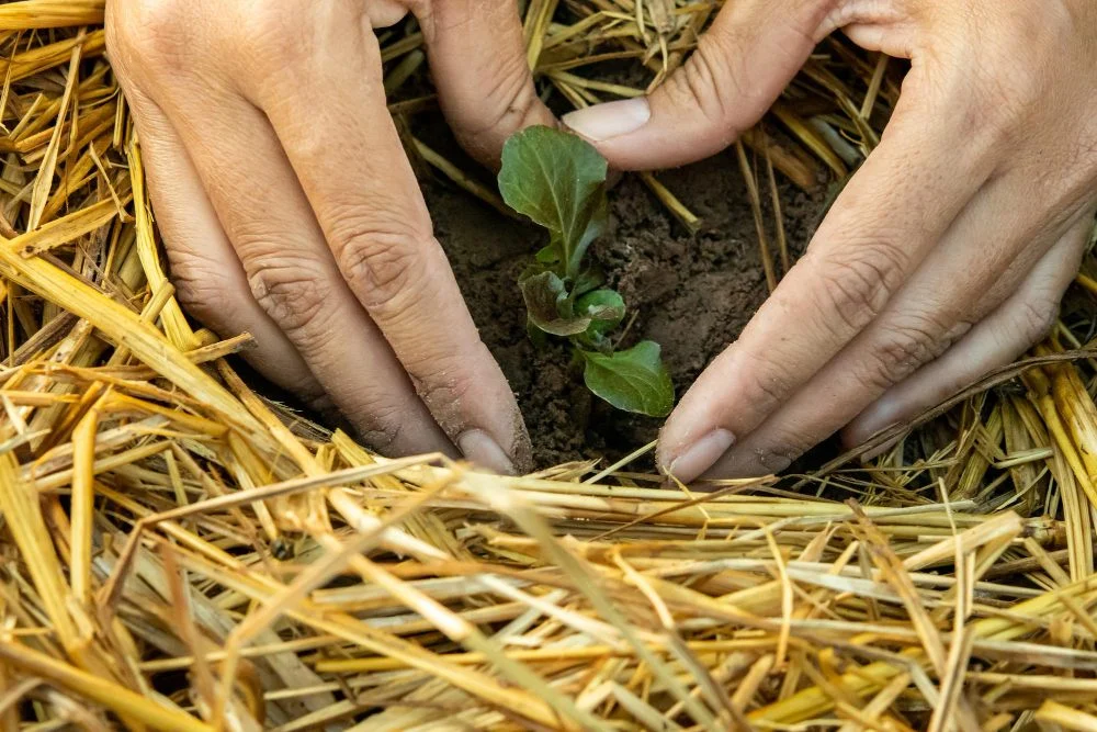 Cover crops help maintain healthy soils