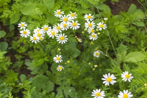 Daisies