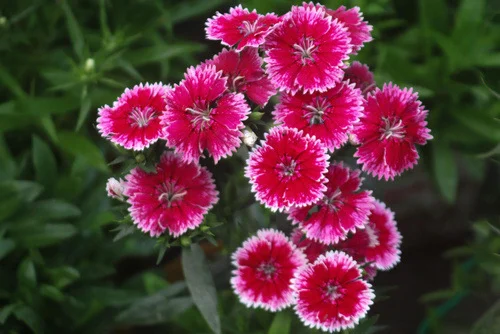 Dianthus