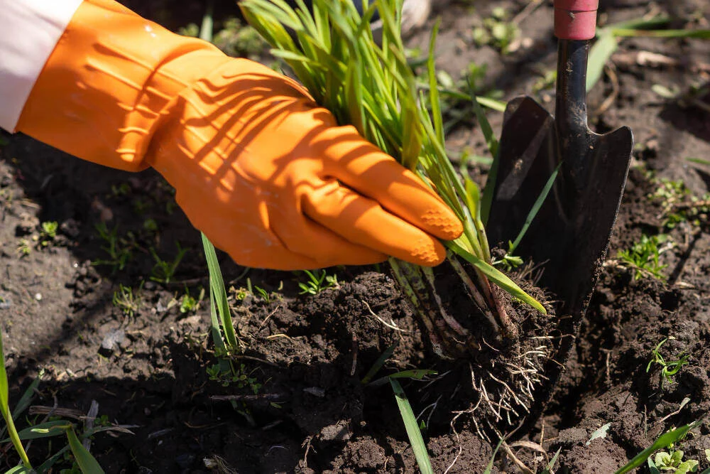 Effective weed control