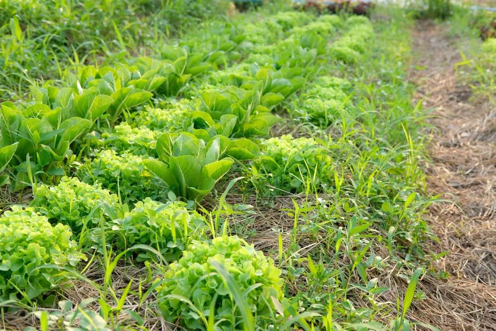 Garden and yard