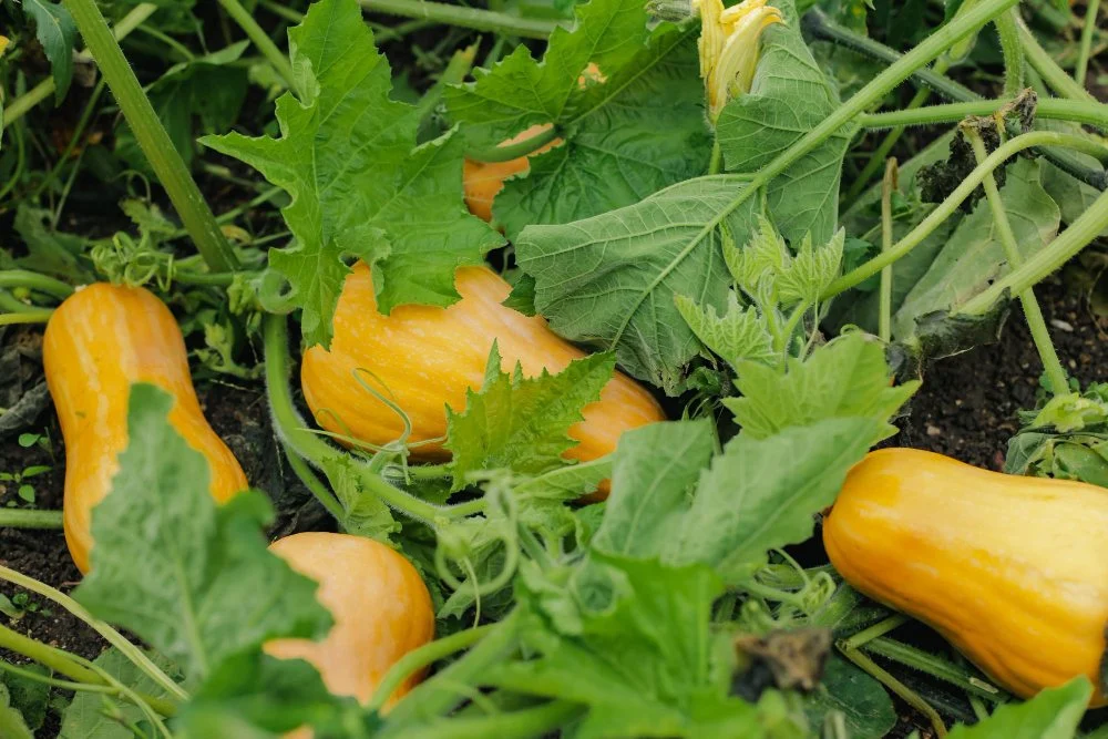 Grow summer squash