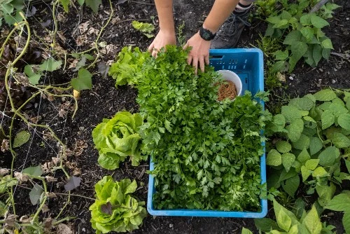 Grow veggies in yard