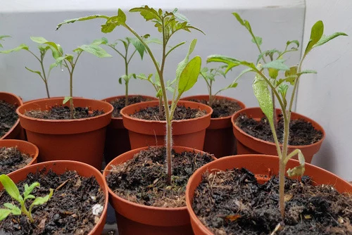 Growing seedlings indoor