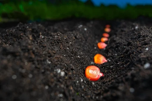 Growing seedlings outdoor