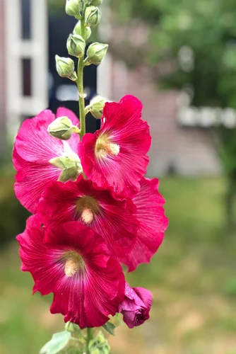 Hollyhocks summer