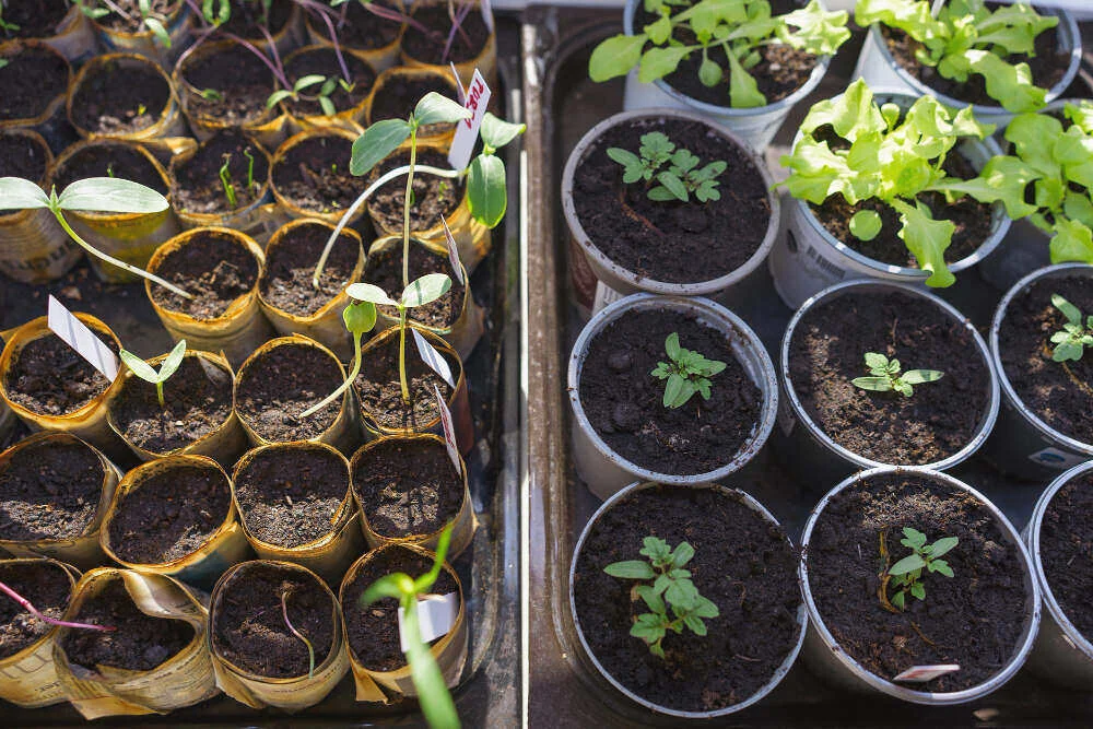 Indoor seeding