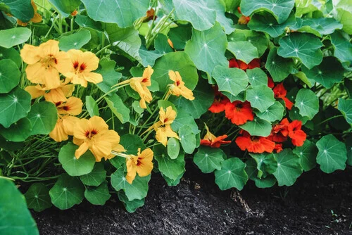 Nasturtium