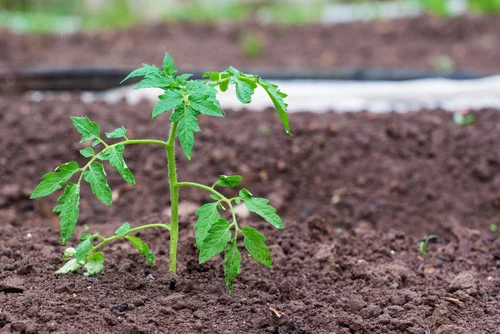 Plant health and yield