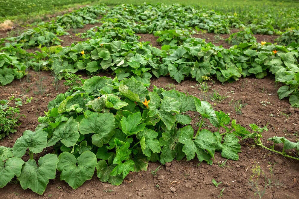 Plant summer squash