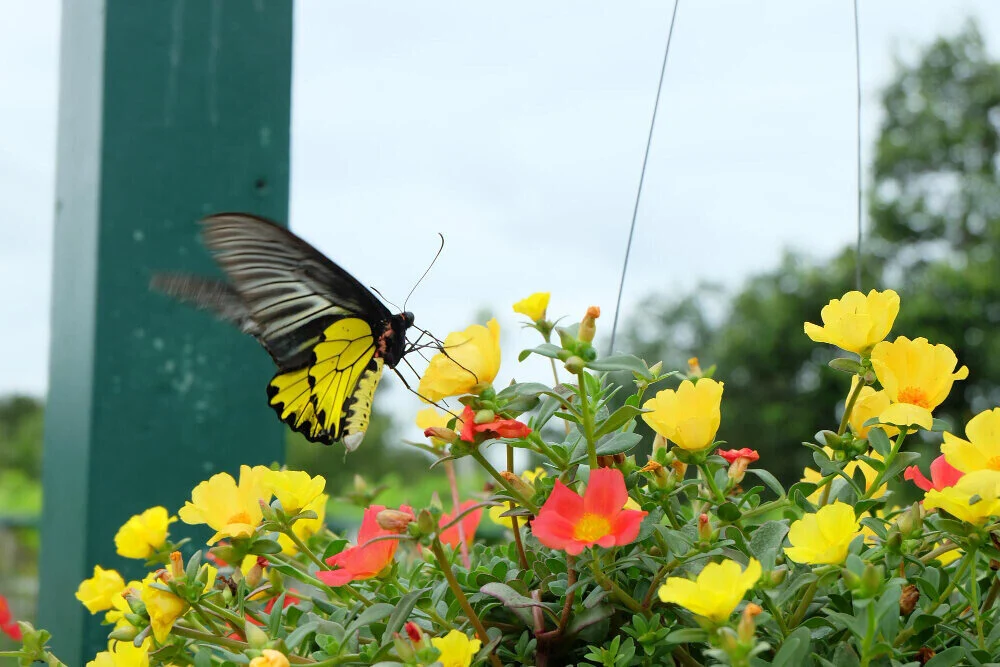 Pollination