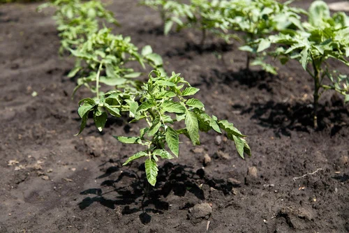 Preparing the soil for future planting