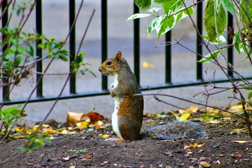 Squirrels and chipmunks creating a physical barrier