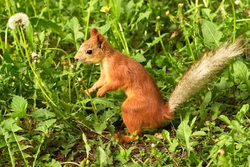 Squirrels and chipmunks damaging your plants