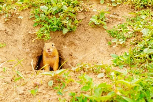 Squirrels and chipmunks digging