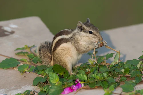 Squirrels and chipmunks dislikes