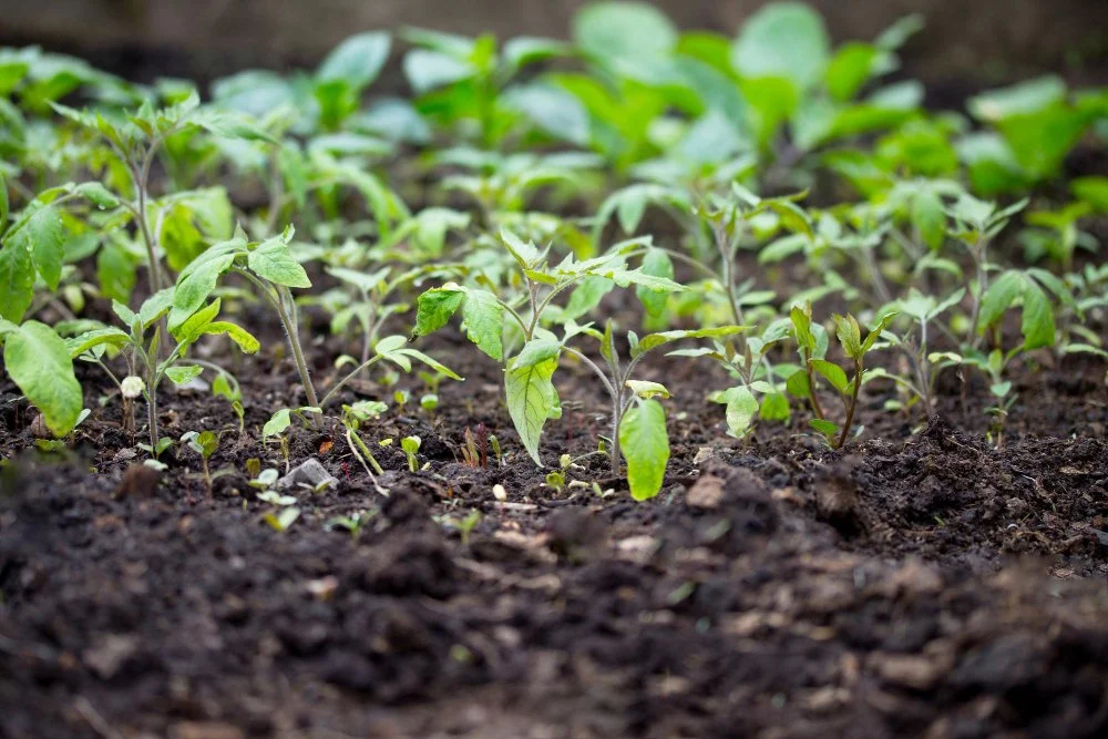 Start seedlings for tomatoes