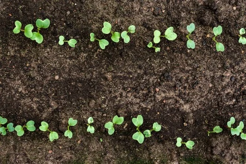 Starting seedlings at optimal timing