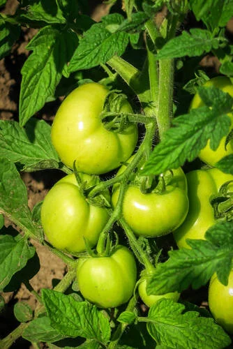 Step by step guide how to remove tomato plants