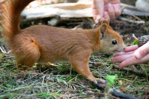 Steps to stop squirrels and chipmunks