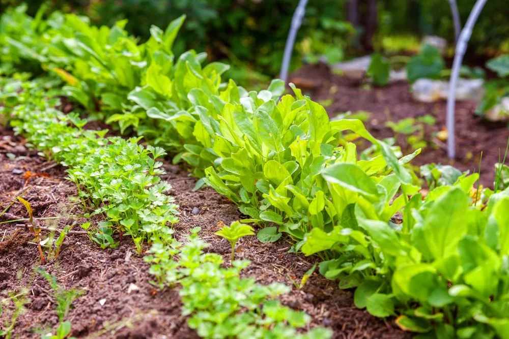 Succession planting