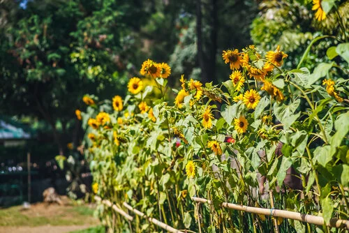 Sunflowers