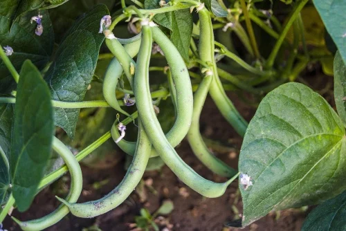 Sunny garden beans