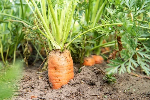 Sunny garden carrots