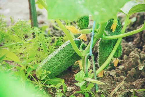 Sunny garden cucumbers