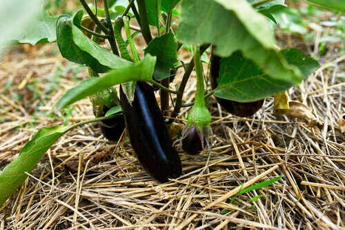 Sunny garden eggplant