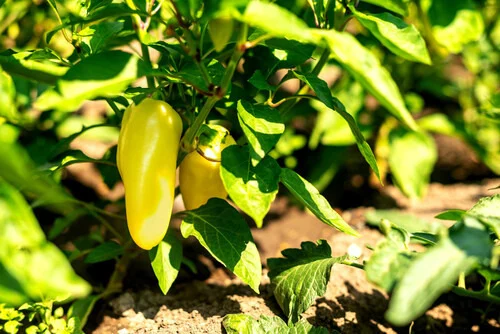 Sunny garden peppers