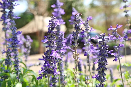 Sunny garden salvias