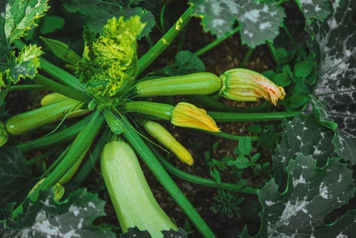 Sunny garden squash