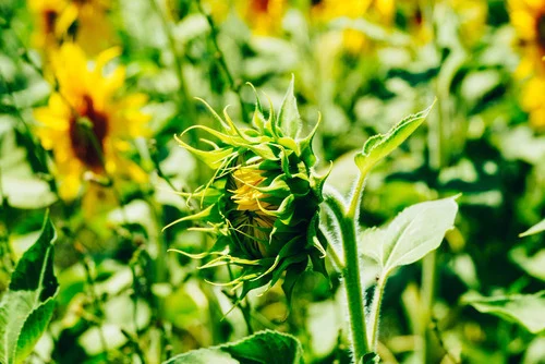 Sunny garden sunflower