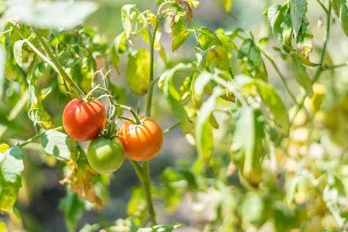 Sunny garden tomatoes