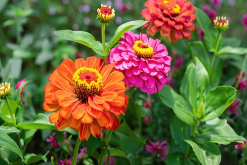 Sunny garden zinnia