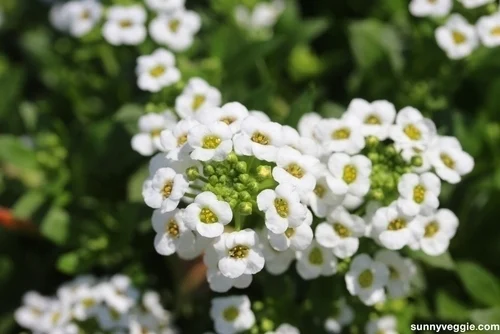 Sweet alyssum