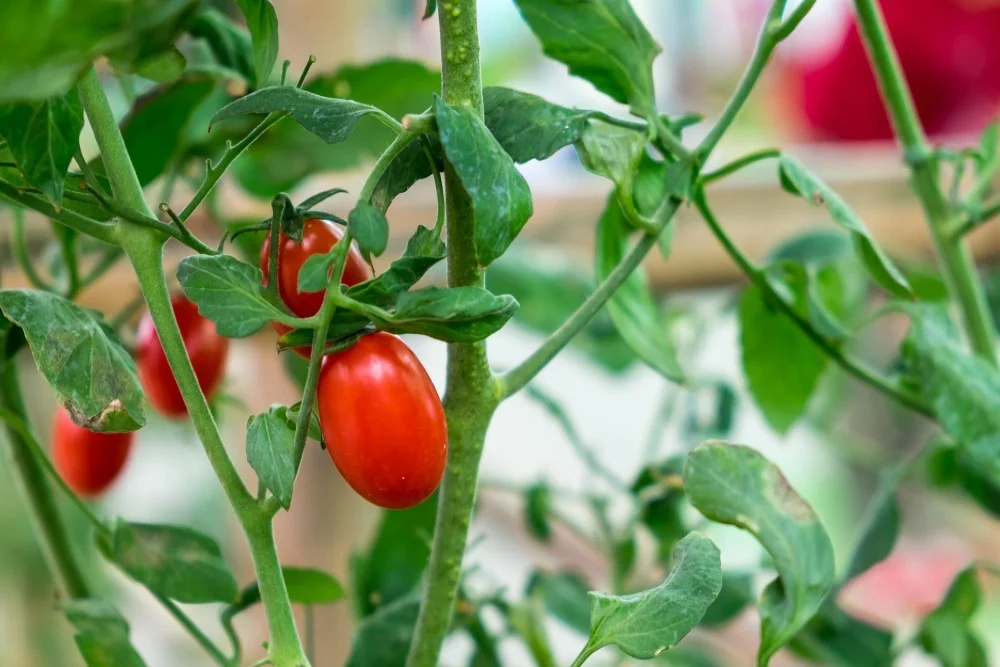 Tomato plants the right time to harvest and remove