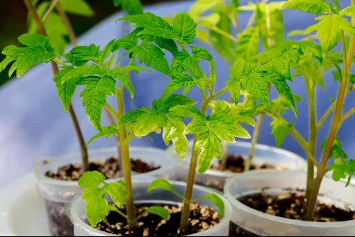 Tomato variety