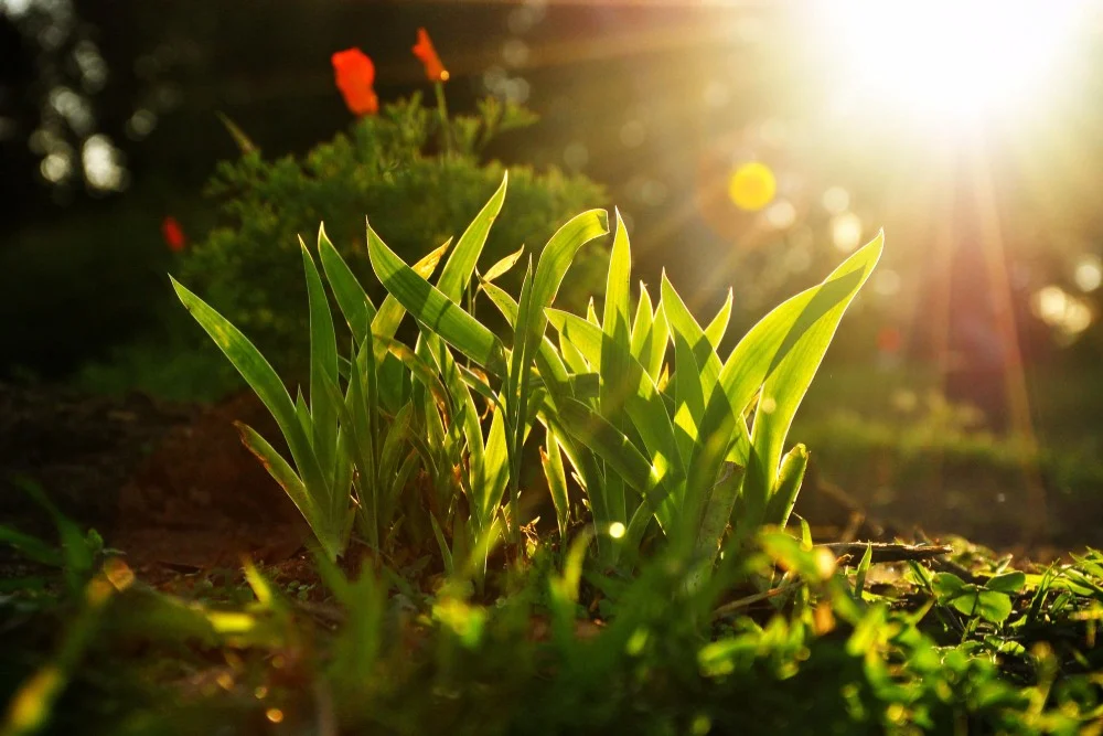 Which plants work best in a sunny garden