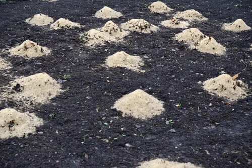 Why Soil Amendment is Necessary